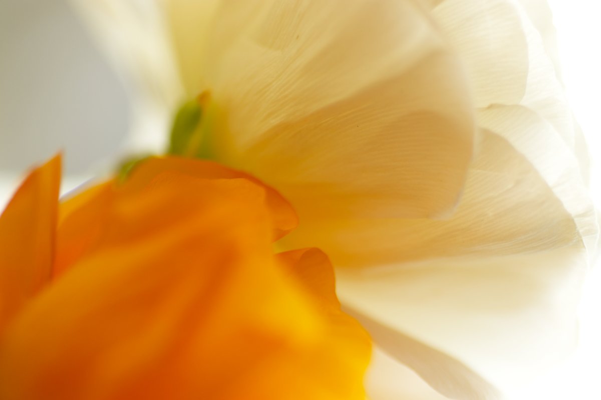 Référencement naturel Via Tara Stratégie marketing et référencement naturel aident vos cibles à vous trouver sur internet. Sur l’image, deux fleurs se disputent la première place !