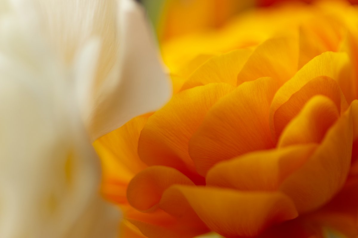 Le webmarketing pour sortir de l'ombre Le webmarketing pour déployer notre communication digitale et attirer les clients qui nous intéressent. Comme la renoncule en couleur déploie son image