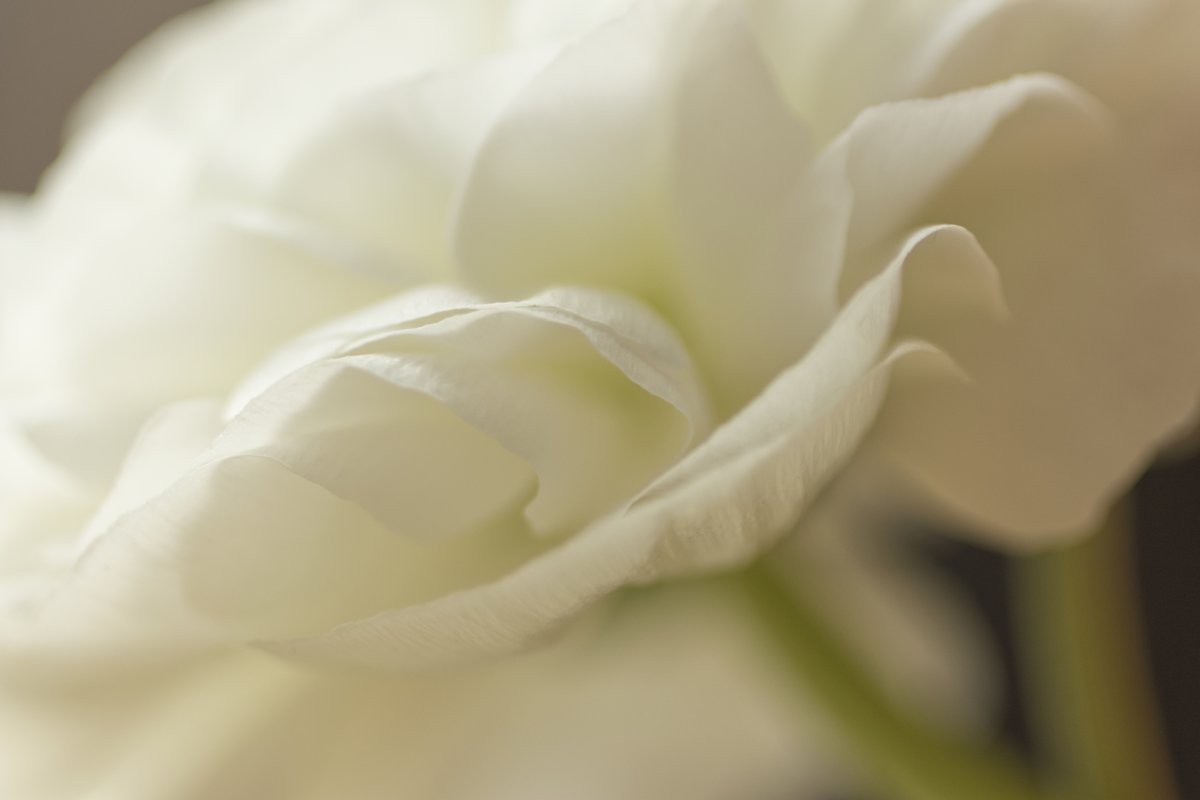 La communication digitale vue par Luce Dupont, Via Tara Pétales de renoncule blanche en gros plan. Le marketing digital est évoqué par la multiplicité des pétales